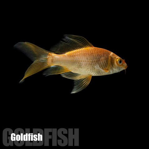 Goldfish