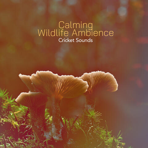 Calming Wildlife Ambience