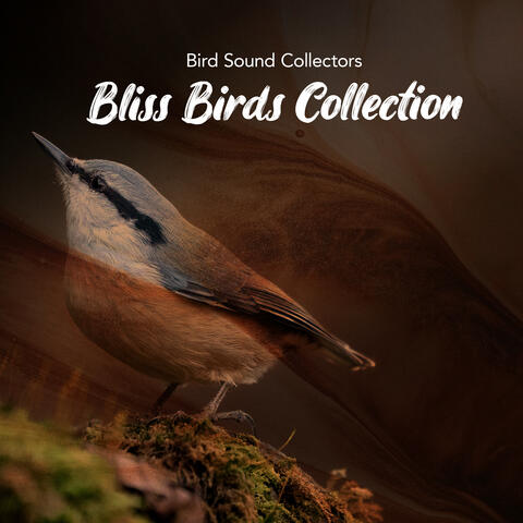 Bliss Birds Collection