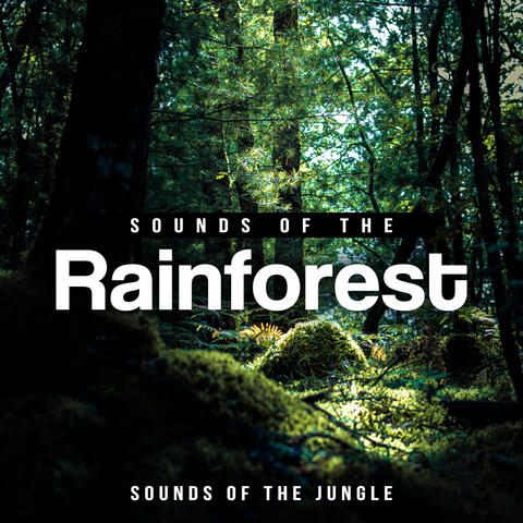 Sounds of the Rainforest