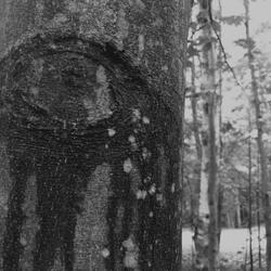 Sapling