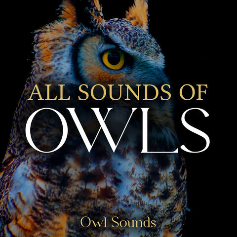 All Sounds of Owls
