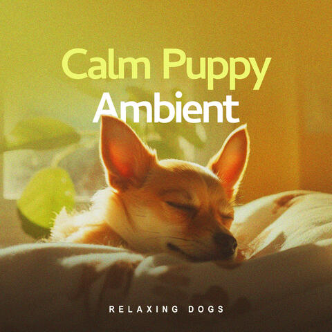 Calm Puppy Ambient