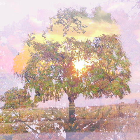 [umbrella] Plant