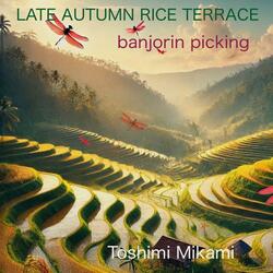 LATEAUTUMN RICE  TERRACE banjorin picking