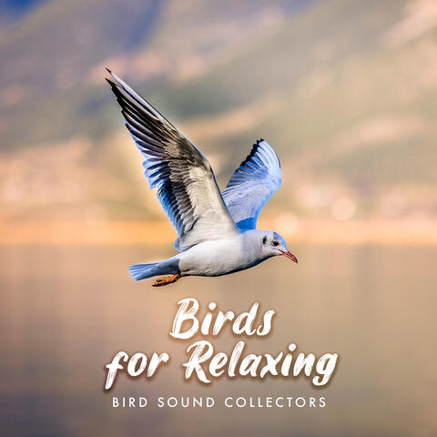 Birds for Relaxing