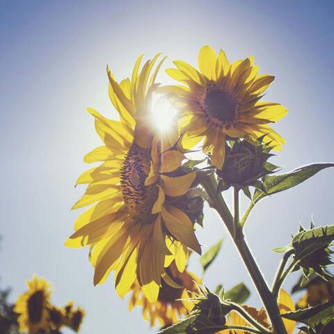 Amanhecer