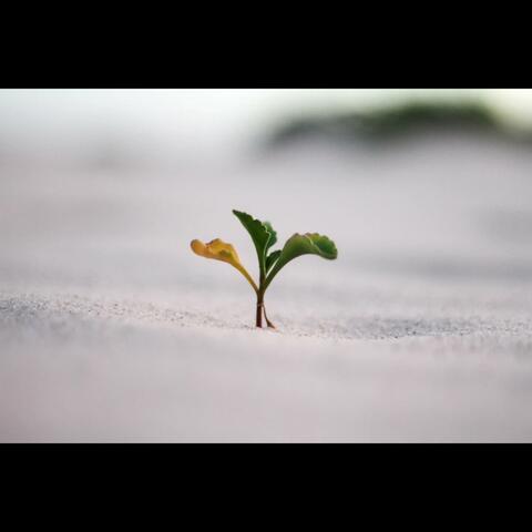 Growth