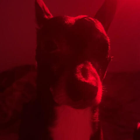 The Bark Side Of The Moon