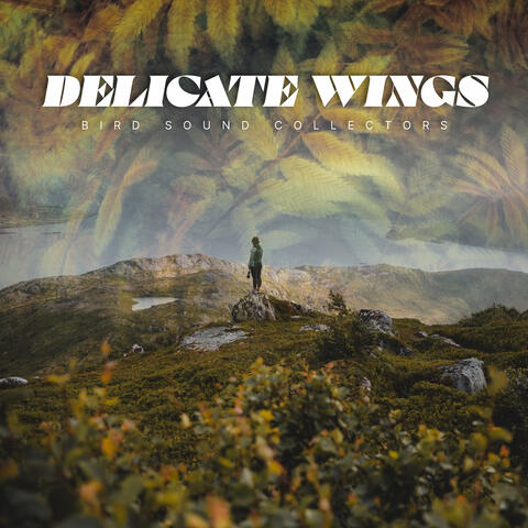 Delicate Wings