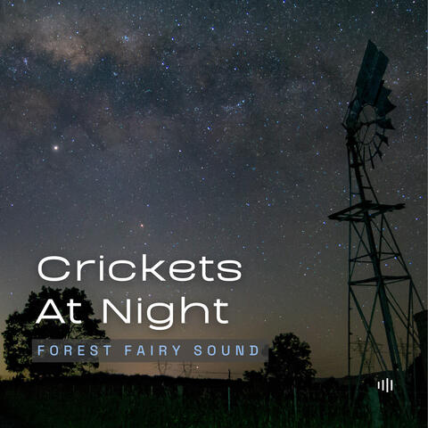 Crickets At Night