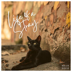 Life of a Stray