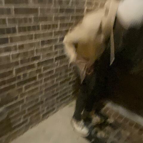 mad zooted