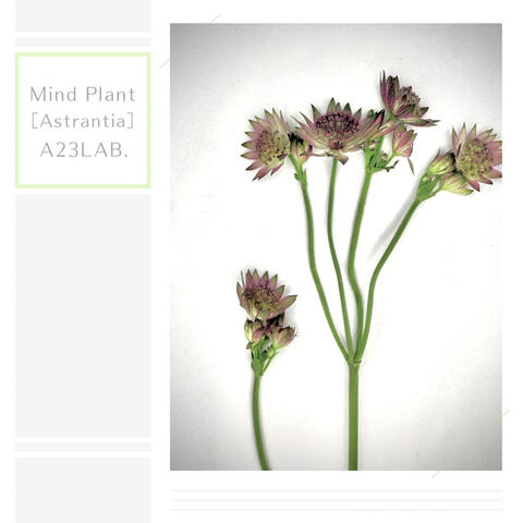 Mind Plant［Astrantia］
