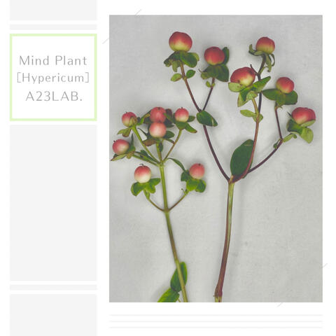 Mind Plant［Hypericum］
