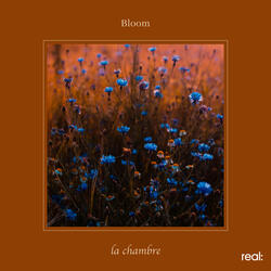 Bloom