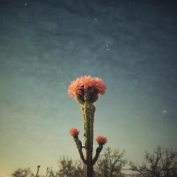 Cactus Heart