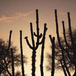 Cactus Love