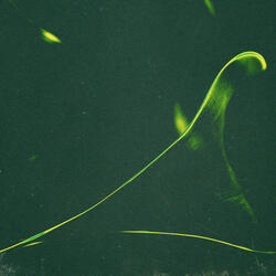 Photosynthesize