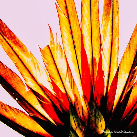 Cardinal Spring
