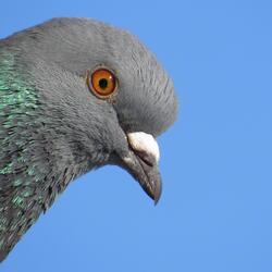 Messenger Pigeons