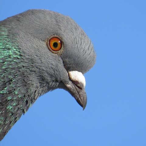 Messenger Pigeons