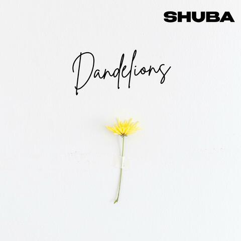 Dandelions