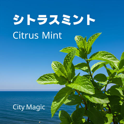 シトラスミント