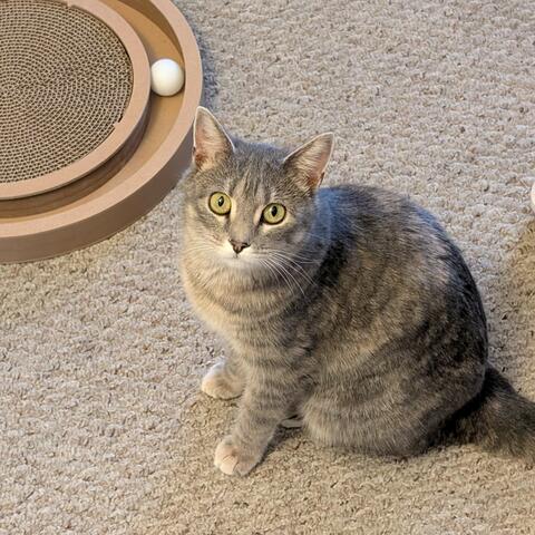 Cat Fun