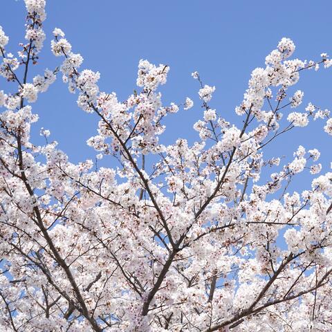 Cherry Blossom