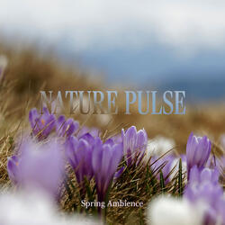 Spring Ambience