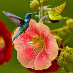 A flor e o beija flor.