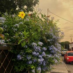 Girl with an Ancient and Celestial Name