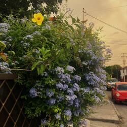 Girl with an Ancient and Celestial Name