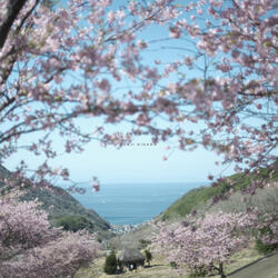 Izu Ambient 020