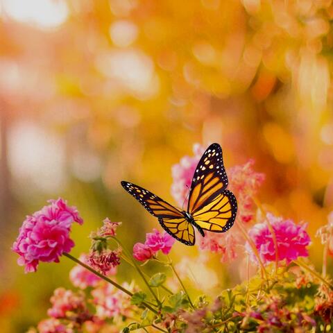 Bright Butterflies