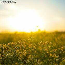 Field Of Flowers