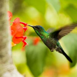 Enchantment of birds