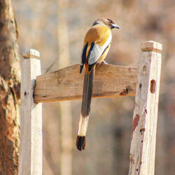 Living with the birds