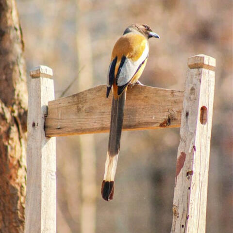 Vivendo com os pássaros