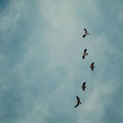 Waking up with the birds