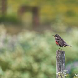 Flying with the birds