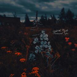 Let the Night Surround You