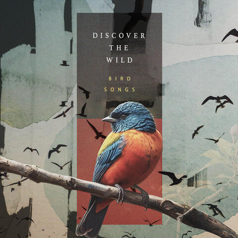 Discover the Wild