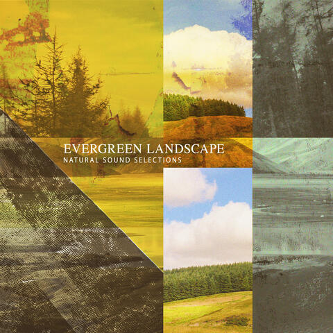 Evergreen Landscape
