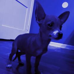 Blu Blu Blu