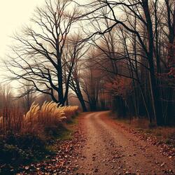 Tranquil Paths