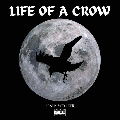 LIFE OF A CROW