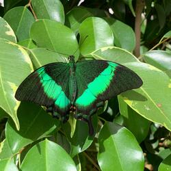 Butterflies