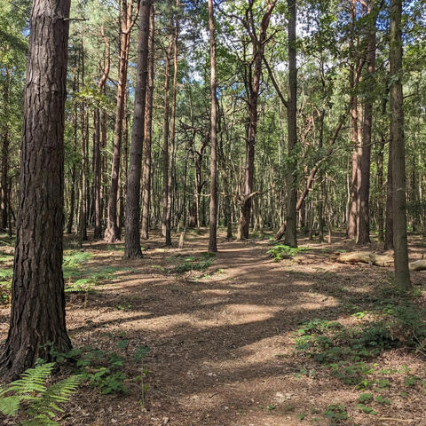 The Forest